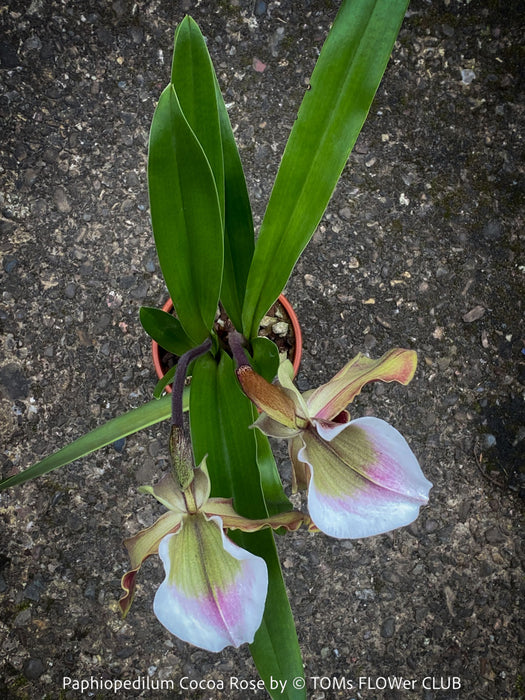 Paphiopedilum Cocoa Rose; Lady’s Slipper Orchid, organically grown tropical plants for sale at TOMs FLOWer CLUB.