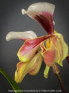 Paphiopedilum Cocoa Rose; Lady’s Slipper Orchid, organically grown tropical plants for sale at TOMs FLOWer CLUB.