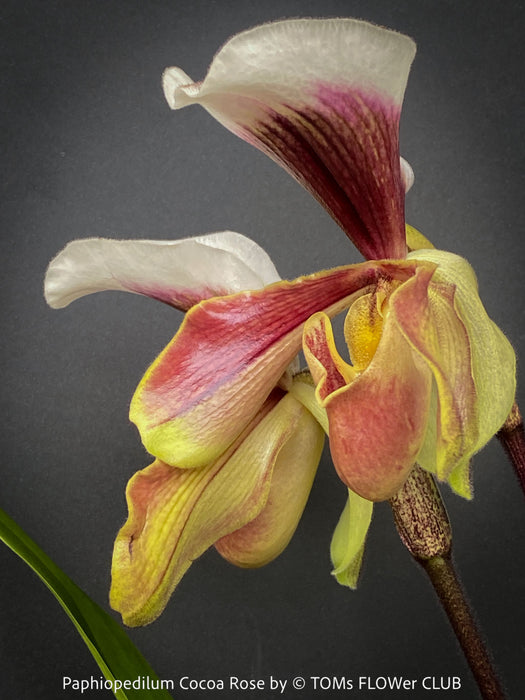 Paphiopedilum Cocoa Rose; Lady’s Slipper Orchid, organically grown tropical plants for sale at TOMs FLOWer CLUB.