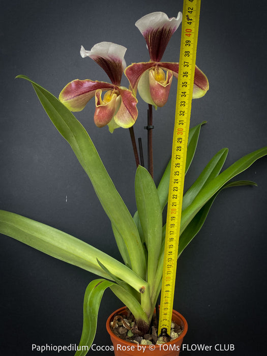 Paphiopedilum Cocoa Rose; Lady’s Slipper Orchid, organically grown tropical plants for sale at TOMs FLOWer CLUB.
