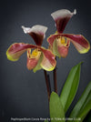 Paphiopedilum Cocoa Rose; Lady’s Slipper Orchid, organically grown tropical plants for sale at TOMs FLOWer CLUB.