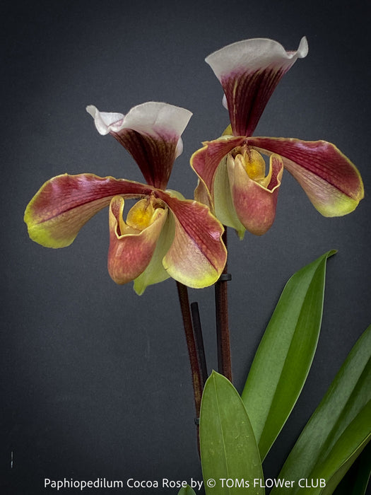 Paphiopedilum Cocoa Rose; Lady’s Slipper Orchid, organically grown tropical plants for sale at TOMs FLOWer CLUB.