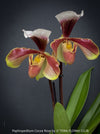 Paphiopedilum Cocoa Rose; Lady’s Slipper Orchid, organically grown tropical plants for sale at TOMs FLOWer CLUB.