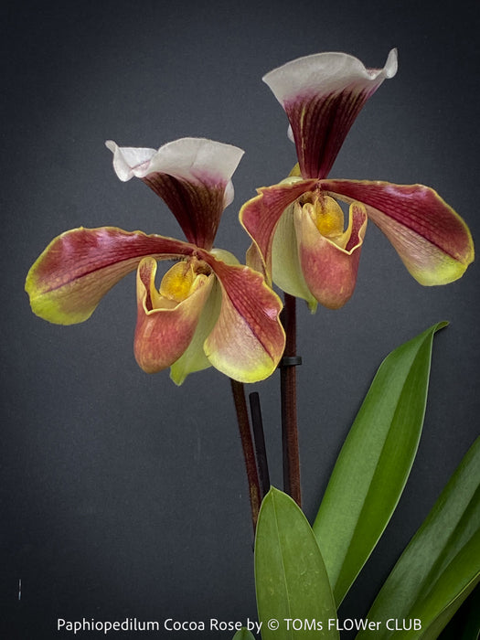 Paphiopedilum Cocoa Rose; Lady’s Slipper Orchid, organically grown tropical plants for sale at TOMs FLOWer CLUB.