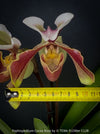 Paphiopedilum Cocoa Rose; Lady’s Slipper Orchid, organically grown tropical plants for sale at TOMs FLOWer CLUB.