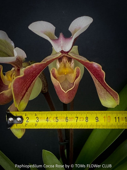 Paphiopedilum Cocoa Rose; Lady’s Slipper Orchid, organically grown tropical plants for sale at TOMs FLOWer CLUB.