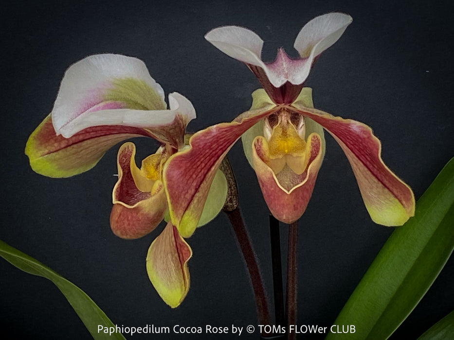Paphiopedilum Cocoa Rose; Lady’s Slipper Orchid, organically grown tropical plants for sale at TOMs FLOWer CLUB.