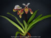 Paphiopedilum Cocoa Rose; Lady’s Slipper Orchid, organically grown tropical plants for sale at TOMs FLOWer CLUB.