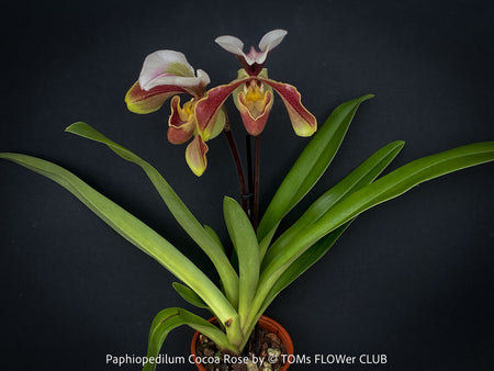 Paphiopedilum Cocoa Rose; Lady’s Slipper Orchid, organically grown tropical plants for sale at TOMs FLOWer CLUB.