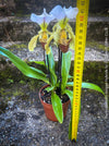 Paphiopedilum Insigne Hybride, flowering orchid, organically grown tropical plants for sale at TOMs FLOWer CLUB