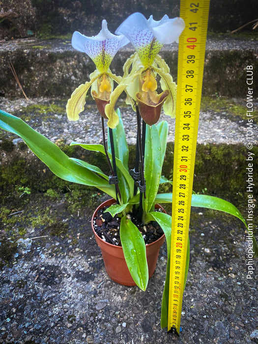 Paphiopedilum Insigne Hybride, flowering orchid, organically grown tropical plants for sale at TOMs FLOWer CLUB