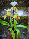 Paphiopedilum Insigne Hybride, flowering orchid, organically grown tropical plants for sale at TOMs FLOWer CLUB