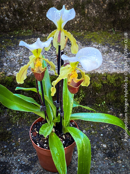 Paphiopedilum Insigne Hybride, flowering orchid, organically grown tropical plants for sale at TOMs FLOWer CLUB