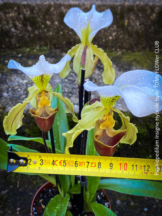 Paphiopedilum Insigne Hybride, flowering orchid, organically grown tropical plants for sale at TOMs FLOWer CLUB