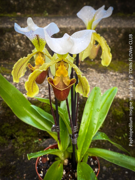 Paphiopedilum Insigne Hybride, flowering orchid, organically grown tropical plants for sale at TOMs FLOWer CLUB