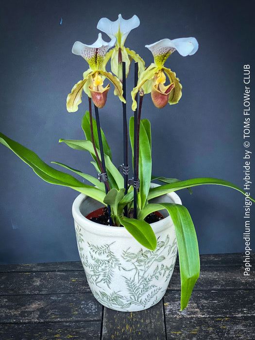 Paphiopedilum Insigne Hybride, flowering orchid, organically grown tropical plants for sale at TOMs FLOWer CLUB