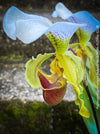 Paphiopedilum Insigne Hybride, flowering orchid, organically grown tropical plants for sale at TOMs FLOWer CLUB