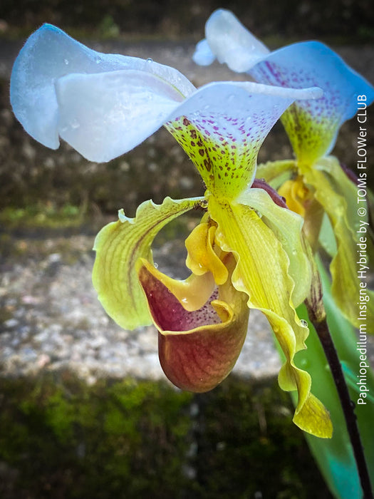 Paphiopedilum Insigne Hybride, flowering orchid, organically grown tropical plants for sale at TOMs FLOWer CLUB