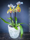 Paphiopedilum Insigne Hybride, flowering orchid, organically grown tropical plants for sale at TOMs FLOWer CLUB