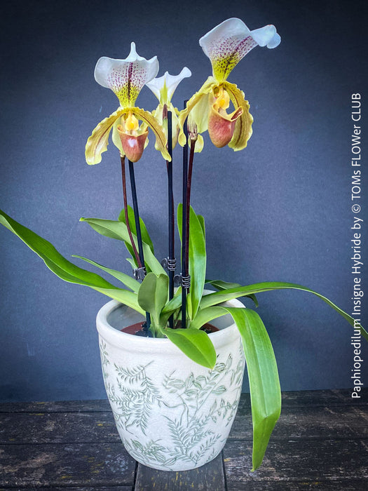 Paphiopedilum Insigne Hybride, flowering orchid, organically grown tropical plants for sale at TOMs FLOWer CLUB