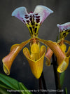 Paphiopedilum Spicerianum; Lady’s Slipper Orchid, organically grown tropical plants for sale at TOMs FLOWer CLUB