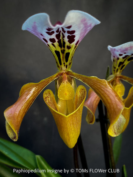 Paphiopedilum Spicerianum; Lady’s Slipper Orchid, organically grown tropical plants for sale at TOMs FLOWer CLUB