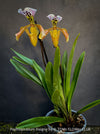 Paphiopedilum Insigne Hybrid; Lady’s Slipper Orchid, organically grown tropical plants for sale at TOMs FLOWer CLUB