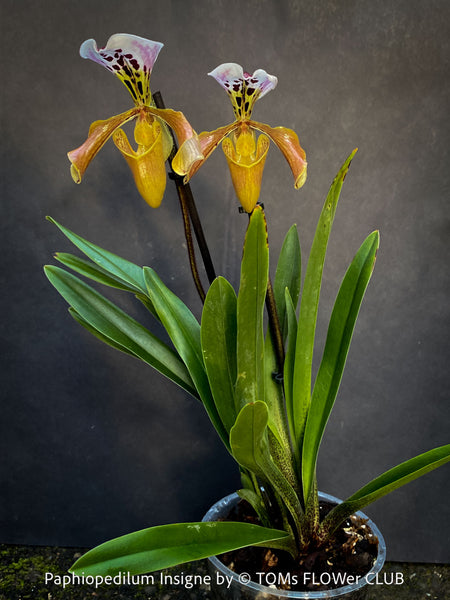 Paphiopedilum Insigne Hybrid; Lady’s Slipper Orchid, organically grown tropical plants for sale at TOMs FLOWer CLUB