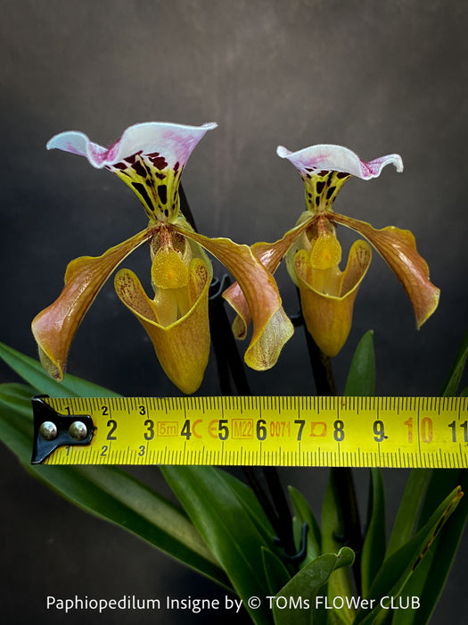 Paphiopedilum Insigne Hybrid; Lady’s Slipper Orchid, organically grown tropical plants for sale at TOMs FLOWer CLUB