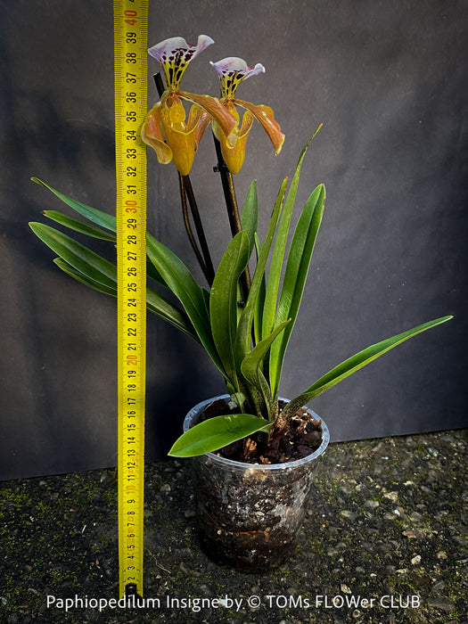 Paphiopedilum Insigne Hybrid; Lady’s Slipper Orchid, organically grown tropical plants for sale at TOMs FLOWer CLUB