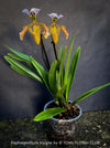 Paphiopedilum Insigne Hybrid; Lady’s Slipper Orchid, organically grown tropical plants for sale at TOMs FLOWer CLUB