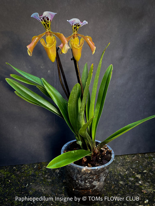 Paphiopedilum Insigne Hybrid; Lady’s Slipper Orchid, organically grown tropical plants for sale at TOMs FLOWer CLUB