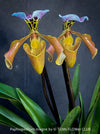 Paphiopedilum Insigne Hybrid; Lady’s Slipper Orchid, organically grown tropical plants for sale at TOMs FLOWer CLUB