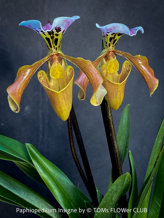 Paphiopedilum Insigne Hybrid; Lady’s Slipper Orchid, organically grown tropical plants for sale at TOMs FLOWer CLUB