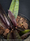 Paphiopedilum Maudiae Black Jack; burgundy coloured Lady’s Slipper Orchid, organically grown tropical plants for sale at TOMs FLOWer CLUB