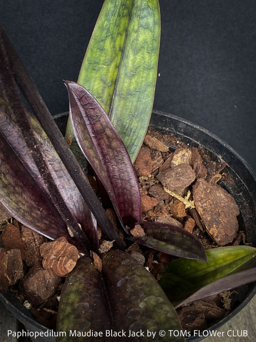 Paphiopedilum Maudiae Black Jack; burgundy coloured Lady’s Slipper Orchid, organically grown tropical plants for sale at TOMs FLOWer CLUB
