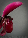 Paphiopedilum Maudiae Black Jack; burgundy coloured Lady’s Slipper Orchid, organically grown tropical plants for sale at TOMs FLOWer CLUB