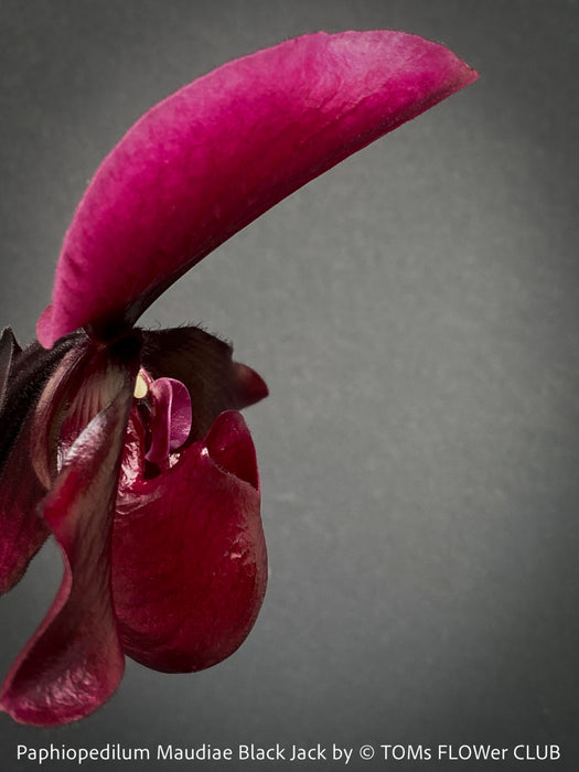 Paphiopedilum Maudiae Black Jack; burgundy coloured Lady’s Slipper Orchid, organically grown tropical plants for sale at TOMs FLOWer CLUB