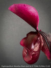 Paphiopedilum Maudiae Black Jack; burgundy coloured Lady’s Slipper Orchid, organically grown tropical plants for sale at TOMs FLOWer CLUB