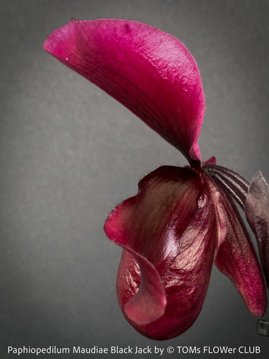 Paphiopedilum Maudiae Black Jack; burgundy coloured Lady’s Slipper Orchid, organically grown tropical plants for sale at TOMs FLOWer CLUB