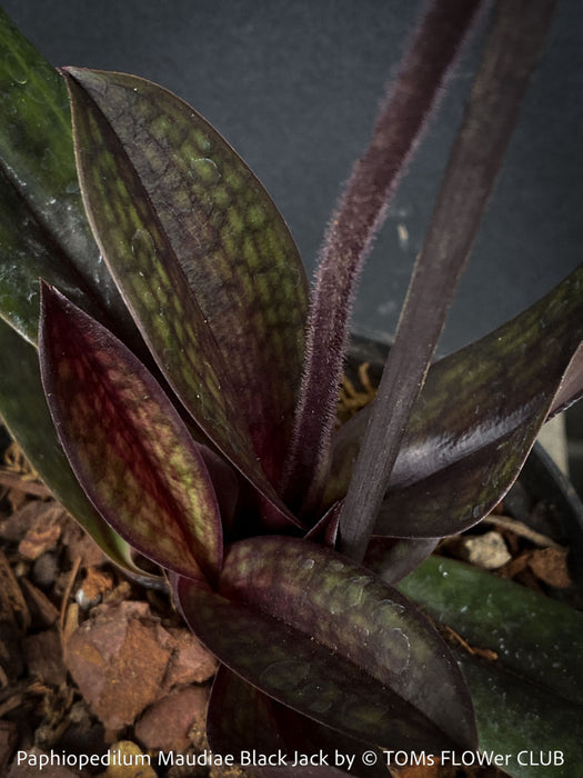 Paphiopedilum Maudiae Black Jack; burgundy coloured Lady’s Slipper Orchid, organically grown tropical plants for sale at TOMs FLOWer CLUB
