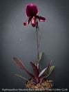 Paphiopedilum Maudiae Black Jack; burgundy coloured Lady’s Slipper Orchid, organically grown tropical plants for sale at TOMs FLOWer CLUB