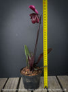 Paphiopedilum Maudiae Black Jack; burgundy coloured Lady’s Slipper Orchid, organically grown tropical plants for sale at TOMs FLOWer CLUB
