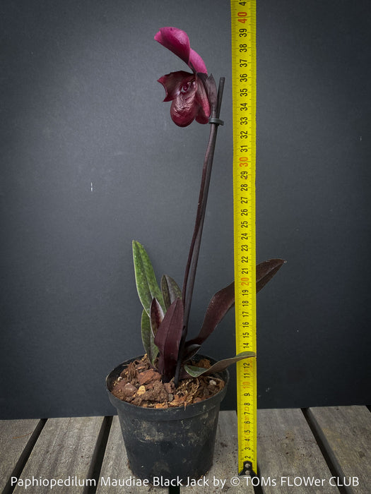 Paphiopedilum Maudiae Black Jack; burgundy coloured Lady’s Slipper Orchid, organically grown tropical plants for sale at TOMs FLOWer CLUB
