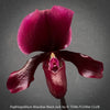 Paphiopedilum Maudiae Black Jack; burgundy coloured Lady’s Slipper Orchid, organically grown tropical plants for sale at TOMs FLOWer CLUB