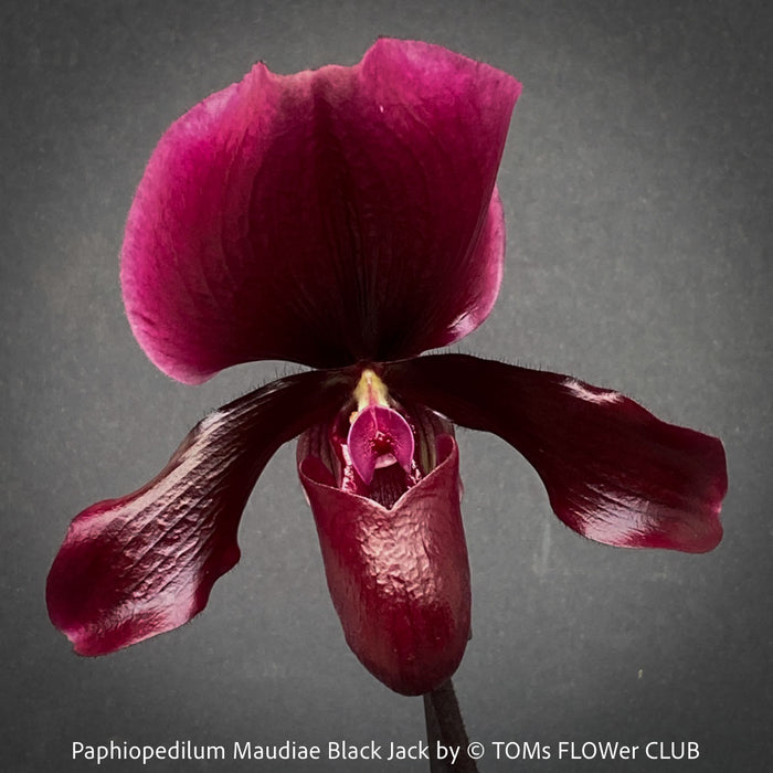 Paphiopedilum Maudiae Black Jack; burgundy coloured Lady’s Slipper Orchid, organically grown tropical plants for sale at TOMs FLOWer CLUB