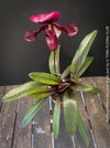 Paphiopedilum Maudiae Black Jack; burgundy coloured Lady’s Slipper Orchid, organically grown tropical plants for sale at TOMs FLOWer CLUB