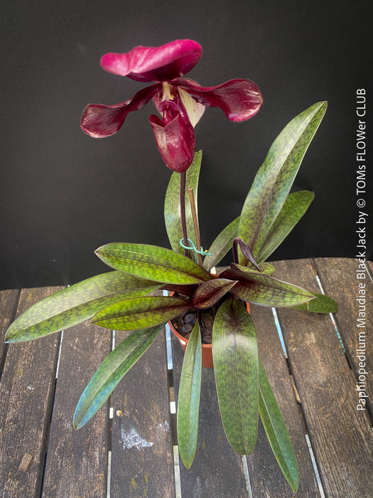 Paphiopedilum Maudiae Black Jack; burgundy coloured Lady’s Slipper Orchid, organically grown tropical plants for sale at TOMs FLOWer CLUB