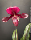 Flower detail of Paphiopedilum Maudiae Black Jack; burgundy coloured Lady’s Slipper Orchid, organically grown tropical plants for sale at TOMs FLOWer CLUB