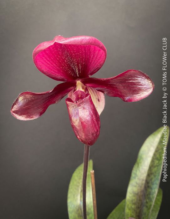 Flower detail of Paphiopedilum Maudiae Black Jack; burgundy coloured Lady’s Slipper Orchid, organically grown tropical plants for sale at TOMs FLOWer CLUB